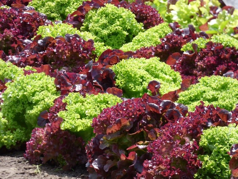 salade